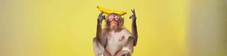 Célok és a rhesus majmok